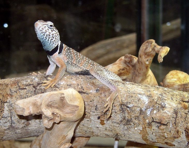 2008 05 Martel, au reptiland 06